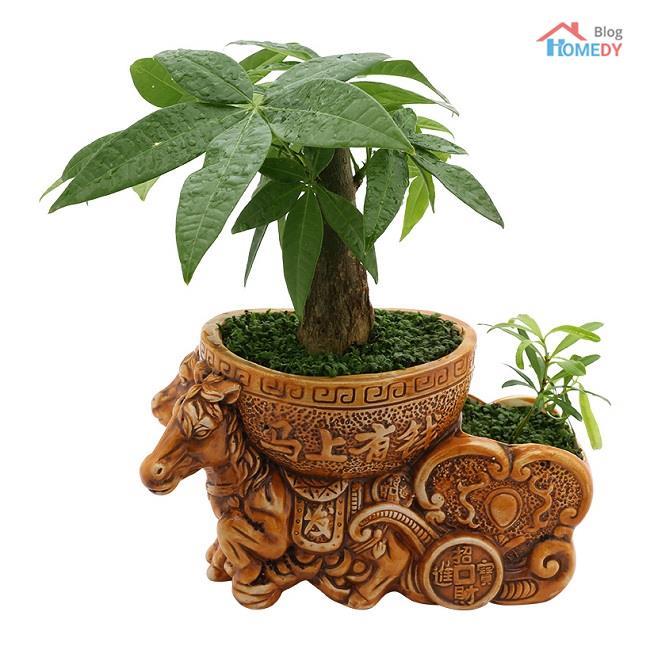 Cây phong thủy nhỏ đặt trên bàn làm việc