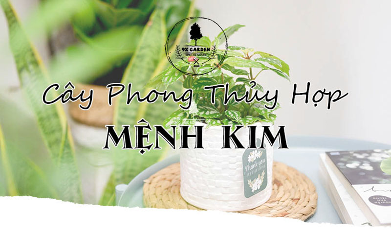 Cây phong thuỷ hợp mệnh kim đặt trong phòng khách