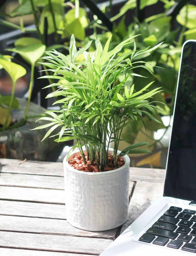 Cây phong thuỷ hợp mệnh kim đặt trong phòng khách