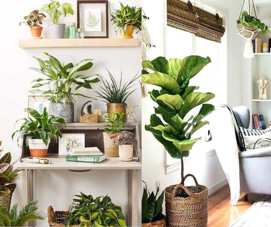Cây phong thủy trang trí phòng khách giúp hút tài lộc