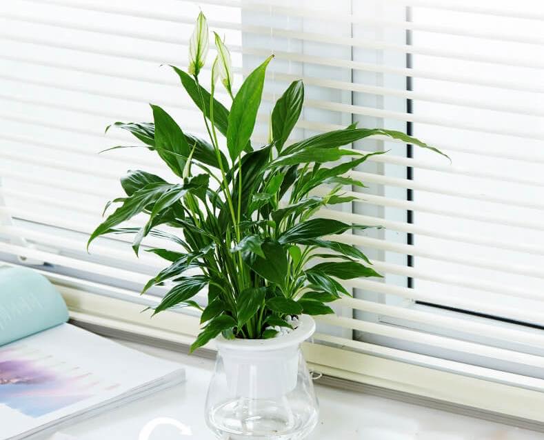 Cây cảnh hợp phong thuỷ trong không gian sống