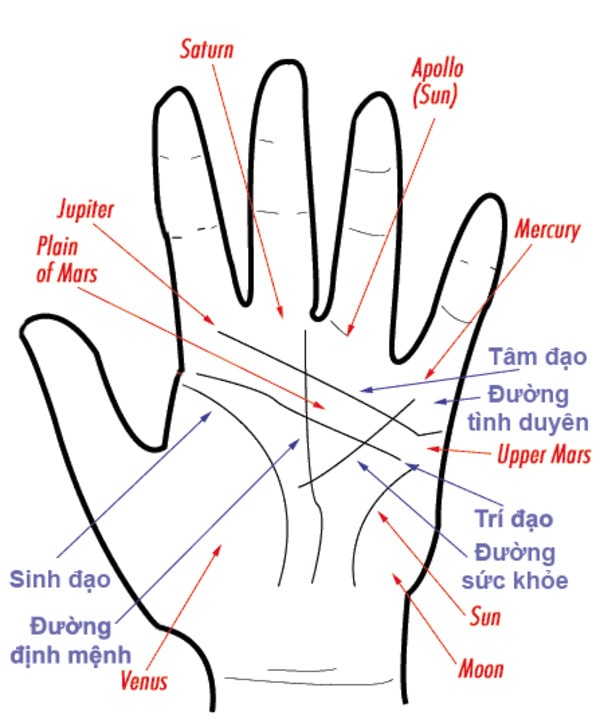 Hình minh họa các đường chỉ tay nữ