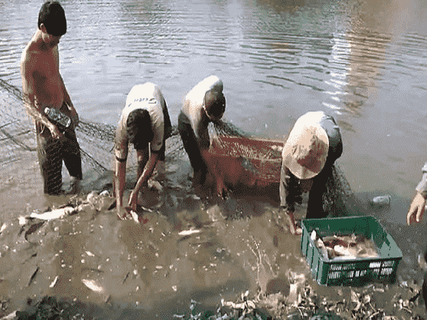 Mơ thấy bắt cá đánh đề số gì dễ trúng