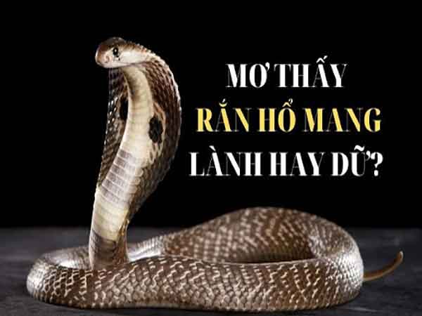 Rắn cắn trong giấc mơ và con số may mắn