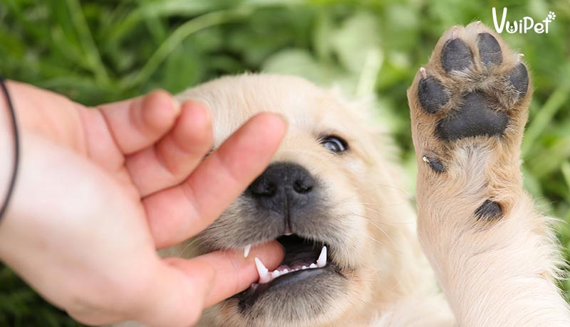 Chó cắn tay trong giấc mơ nên đánh con gì
