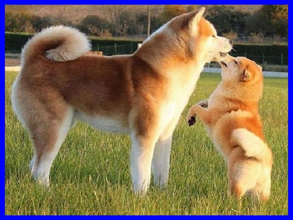 Chó vàng xuất hiện trong giấc mơ đánh đề số nào