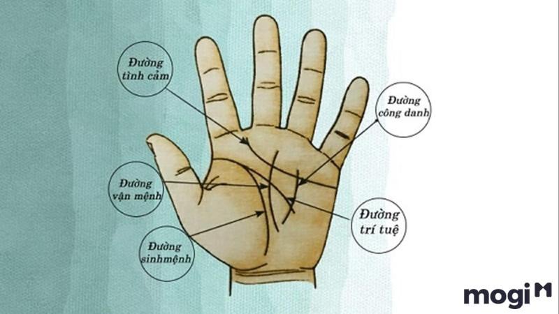 Hình ảnh bàn tay nam khi xem chỉ tay