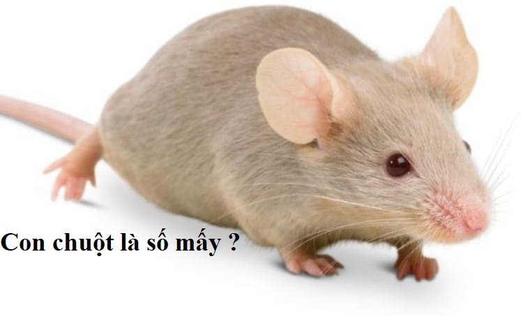 Chuột xuất hiện trong giấc mơ đánh đề số gì