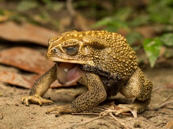 Người mơ bị bắt cóc và con số đánh đề