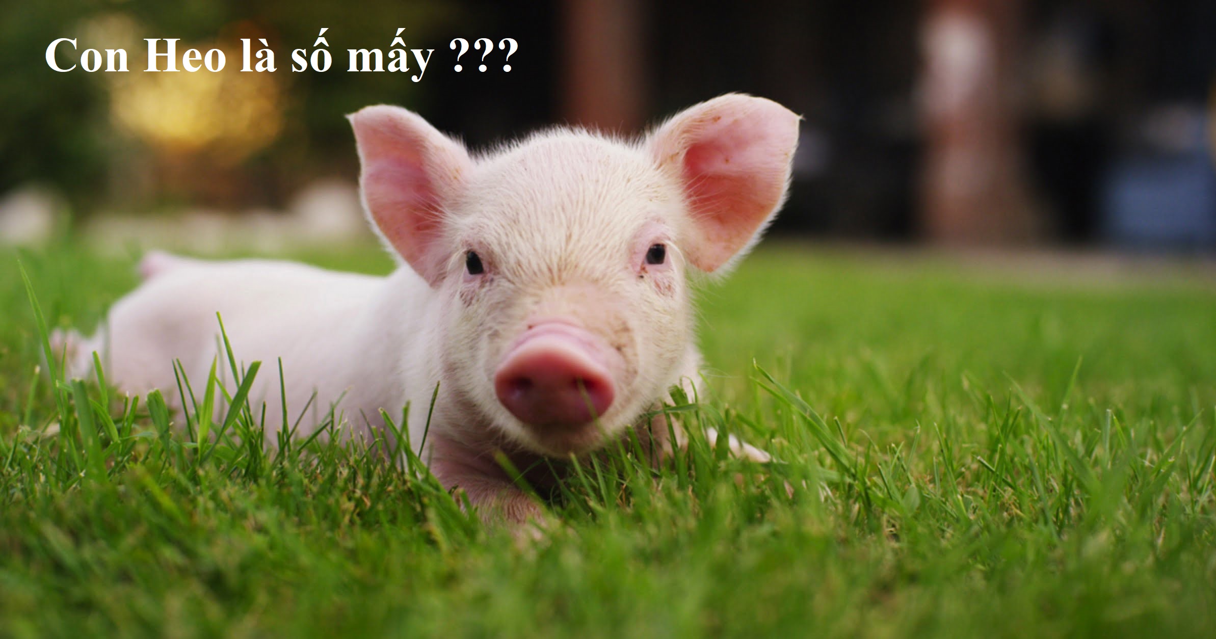 Heo xuất hiện trong giấc mơ và con số may mắn
