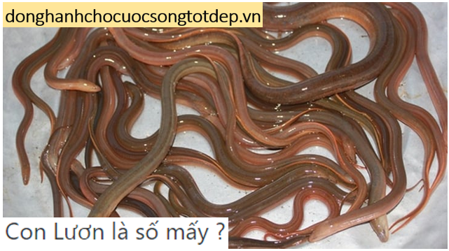 Nằm mơ thấy lươn đánh đề số gì chuẩn nhất