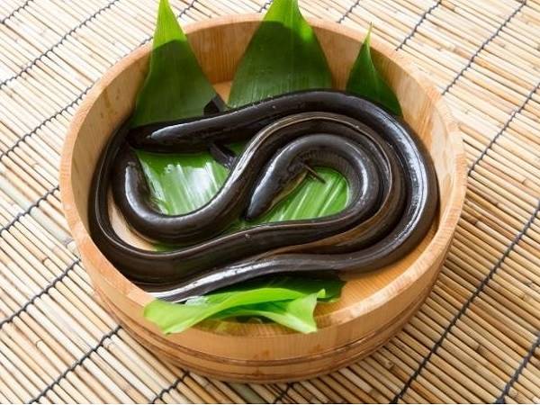 Lươn trong giấc mơ và con số may mắn