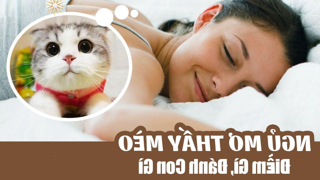 Mèo vàng trong giấc mơ và con số may mắn