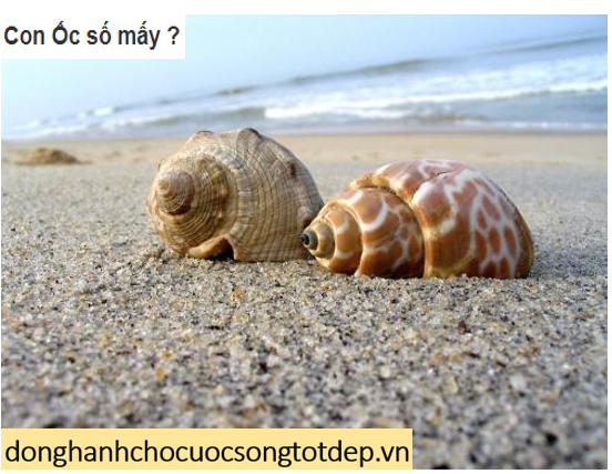 Nằm mơ bắt nhiều ốc đánh đề số gì