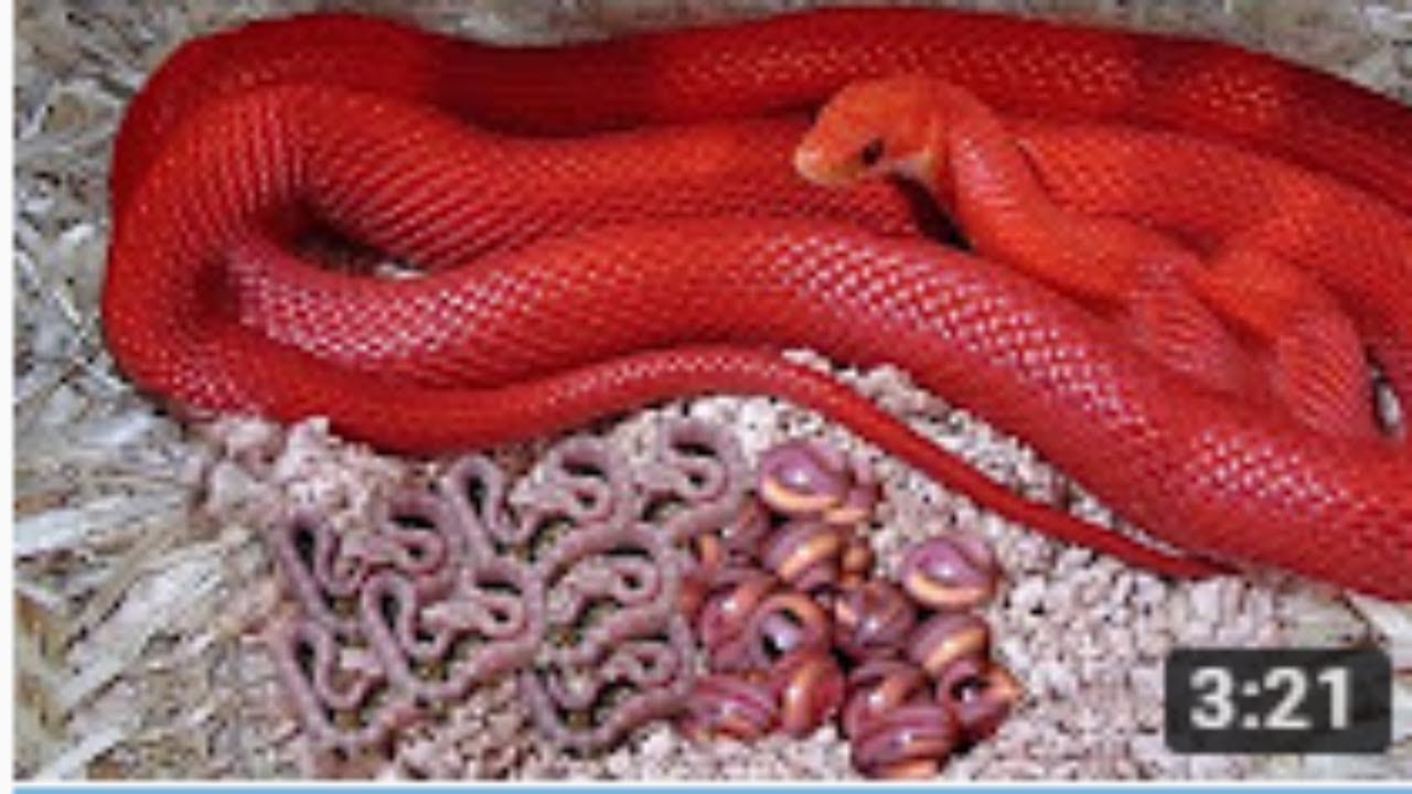 Rắn đỏ trong giấc mơ và con số may mắn