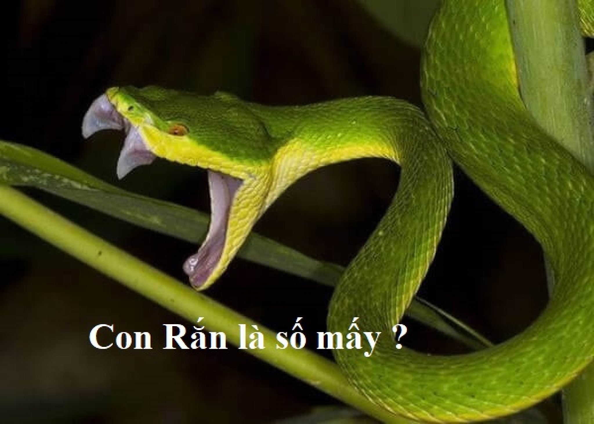 Rắn cắn trong giấc mơ đánh đề số mấy