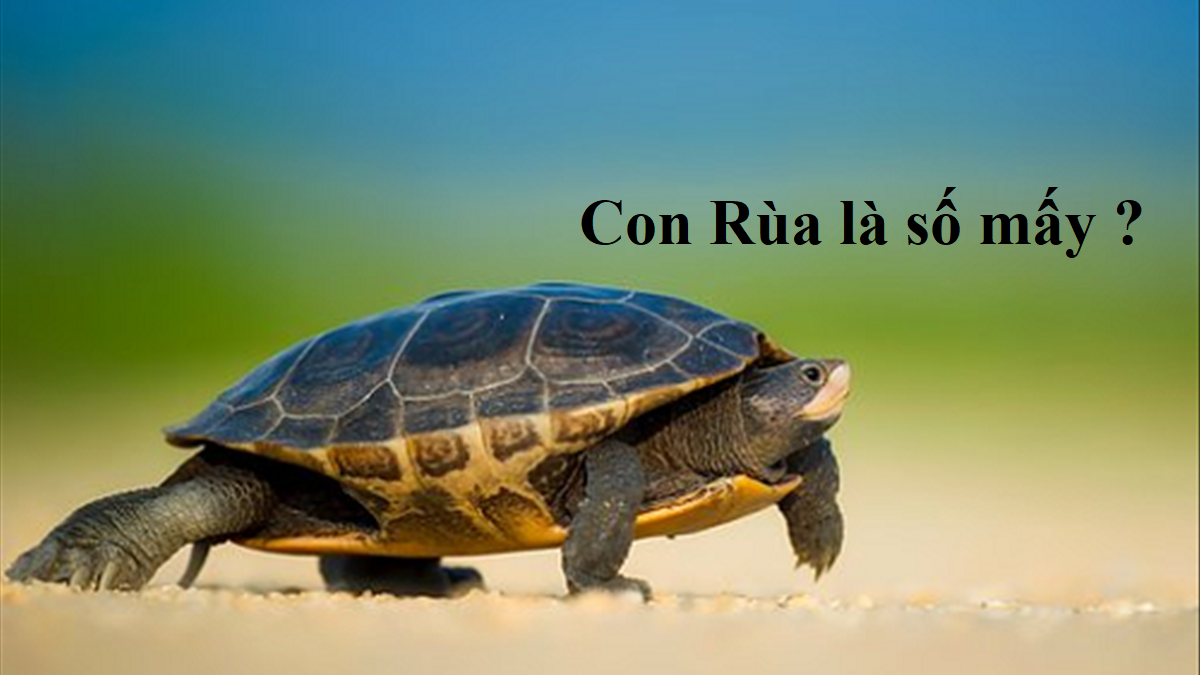 Rùa xuất hiện trong giấc mơ và con số may mắn