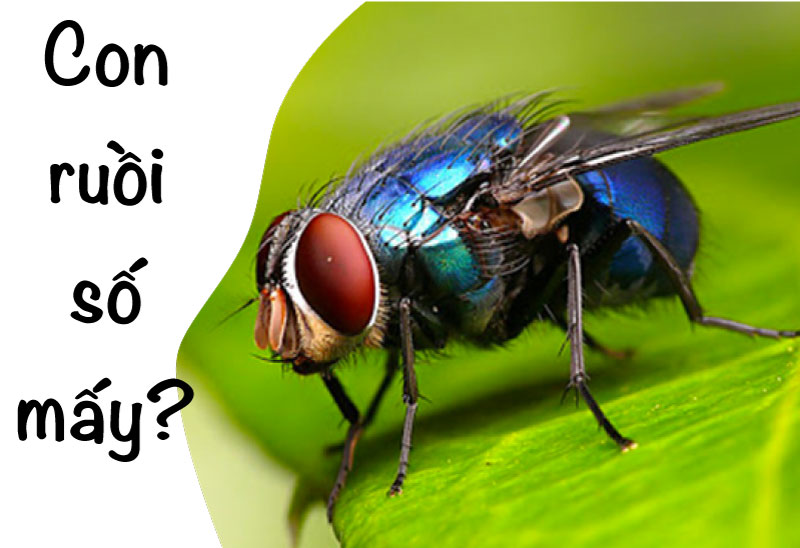 Lúa đầy sân giải mã giấc mơ và con số may mắn