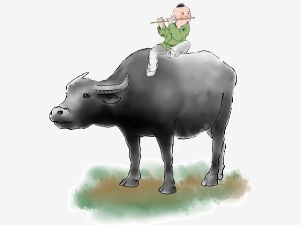 Trâu trong giấc mơ và con số đánh đề may mắn