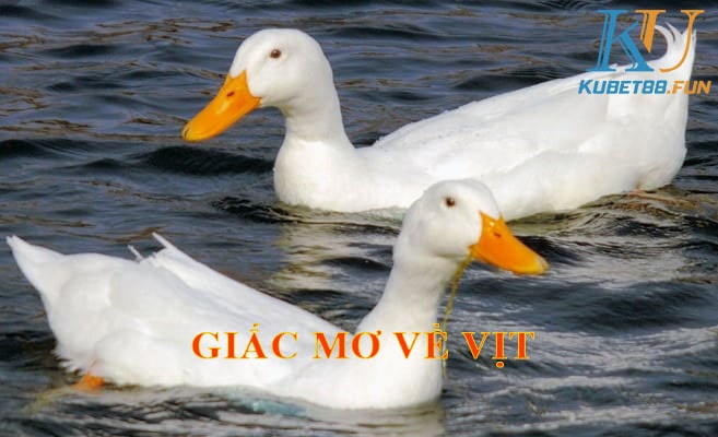 Đàn vịt trong giấc mơ và con số may mắn