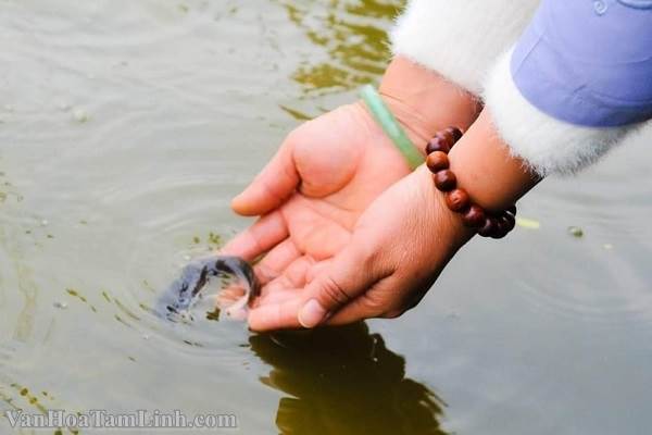 Bài cúng phóng sinh đơn giản tại nhà