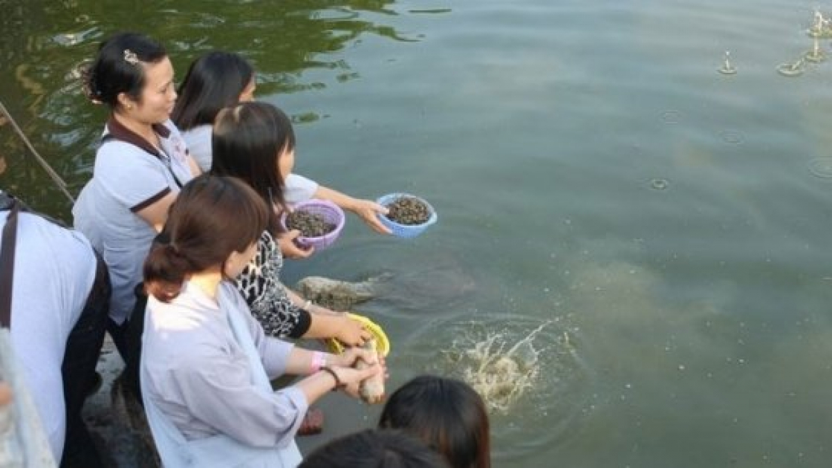 Bài cúng phóng sinh đơn giản tại nhà