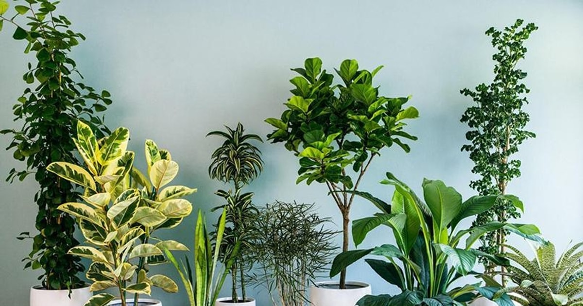 Cây phong thủy trang trí phòng khách giúp hút tài lộc