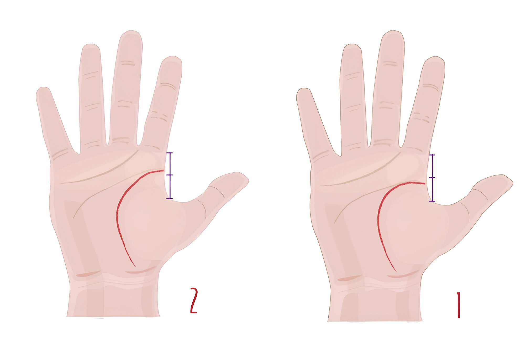 Cách xem chỉ tay nữ tại nhà