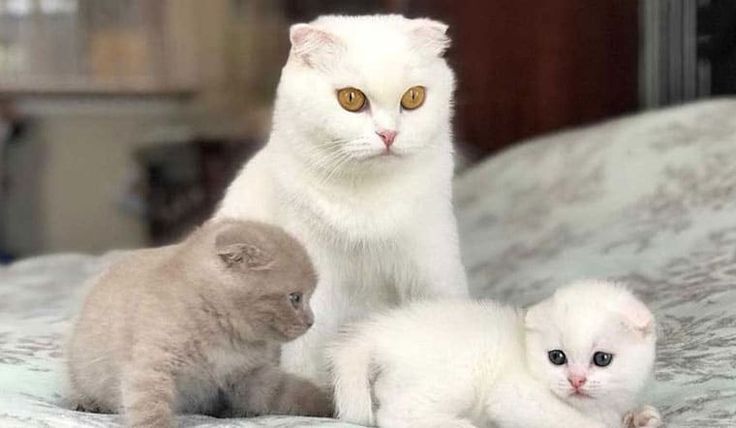 Mèo cắn trong giấc mơ ý nghĩa gì