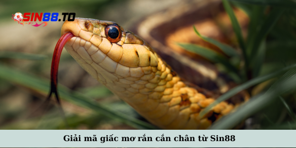 Rắn cắn vào chân trong giấc mơ đánh đề số mấy