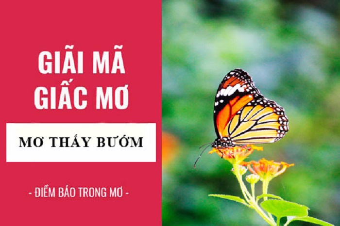 Bướm bay trong giấc mơ và con số may mắn