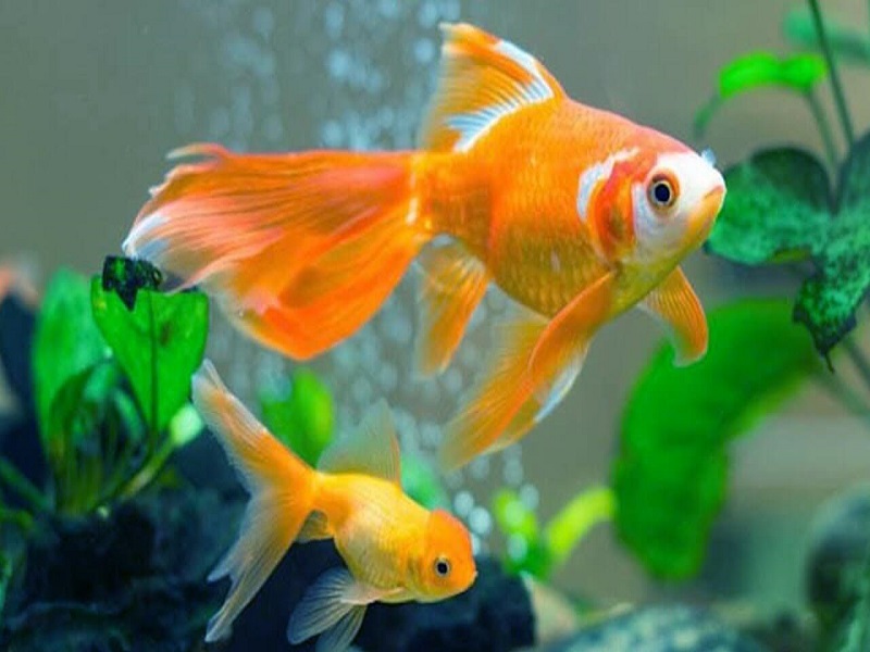 Nằm mơ thấy cá lóc đánh đề số gì