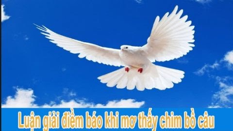 chim trong giấc mơ và ý nghĩa con số may mắn