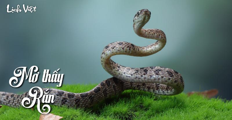 Rắn xuất hiện trong giấc mơ ý nghĩa và điềm báo