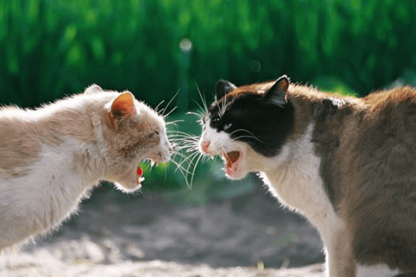Nằm mơ thấy nhiều mèo con nên đánh đề số mấy