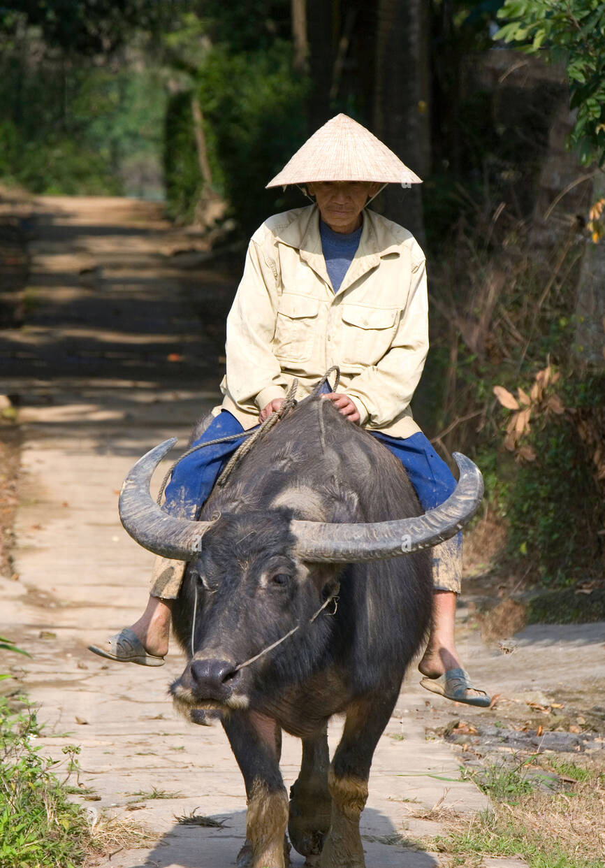 Hai con trâu đen xuất hiện trong giấc mơ