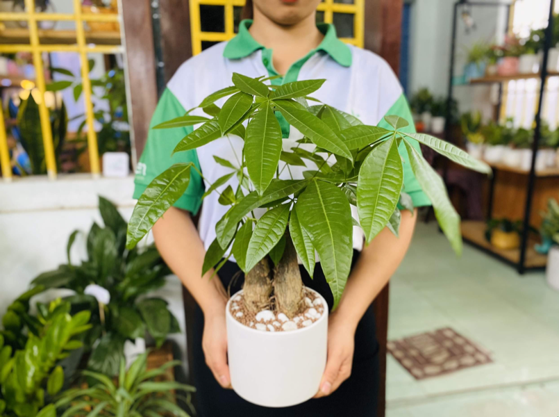Cây phong thủy trang trí phòng khách giúp hút tài lộc