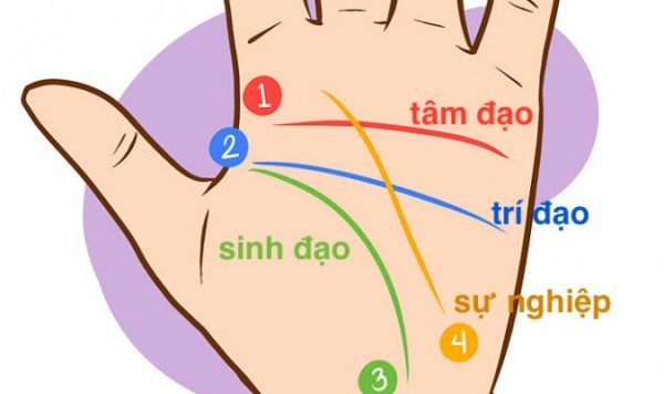 Hướng dẫn cơ bản xem chỉ tay nam