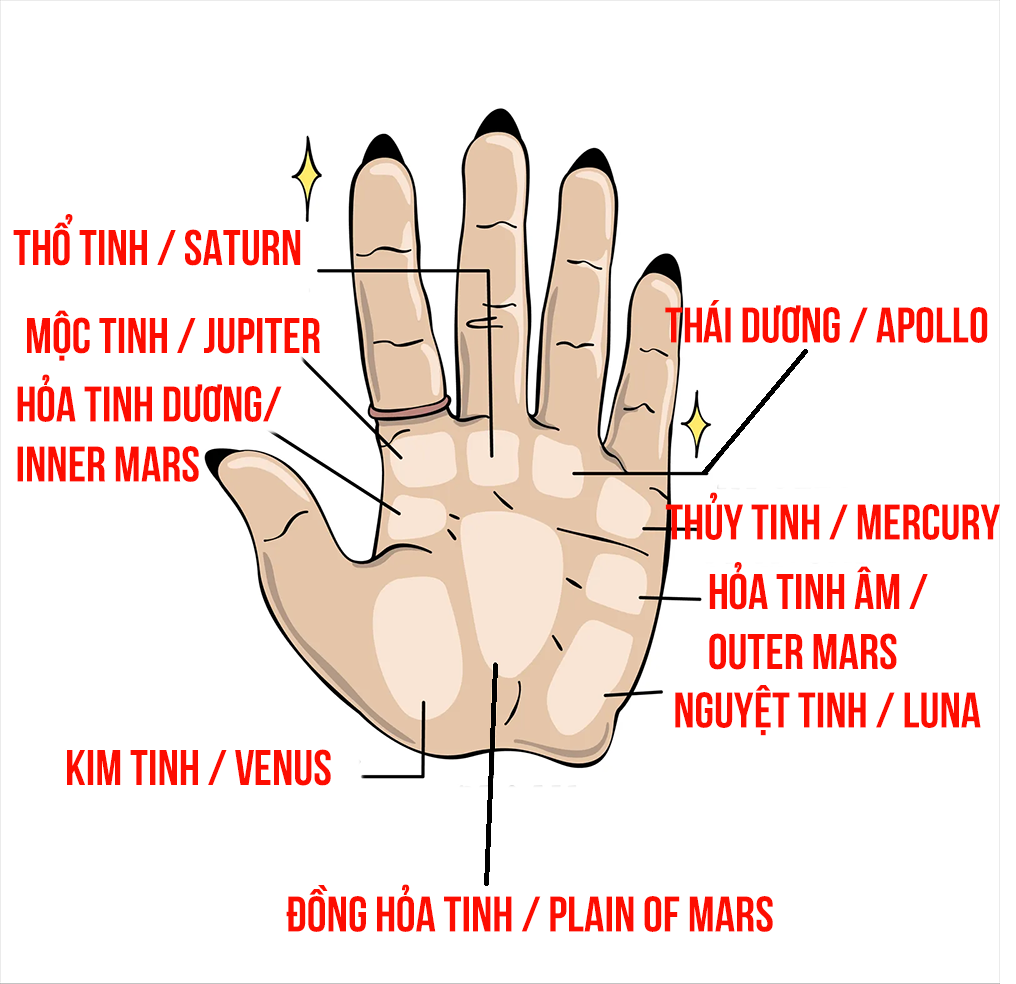 Bàn tay mẫu cho người mới xem chỉ tay
