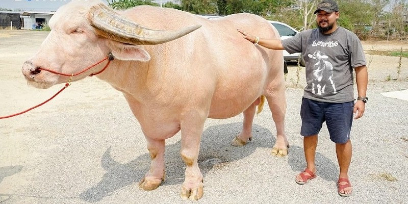 Mơ thấy con trâu nên đánh số gì
