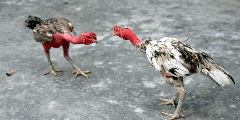 Thuật ngữ đá gà minh họa bằng ảnh