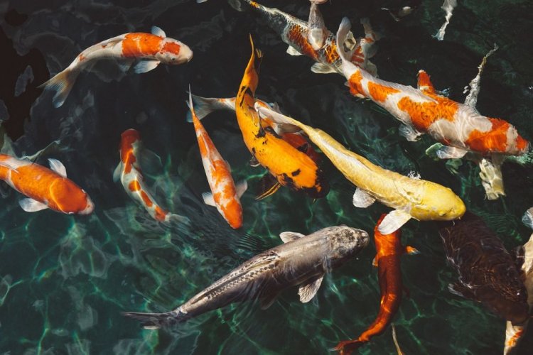 Người đàn ông mơ thấy mình đang câu cá bên hồ