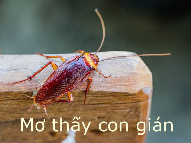 Giải mã giấc mơ thấy gián và con số lô đề