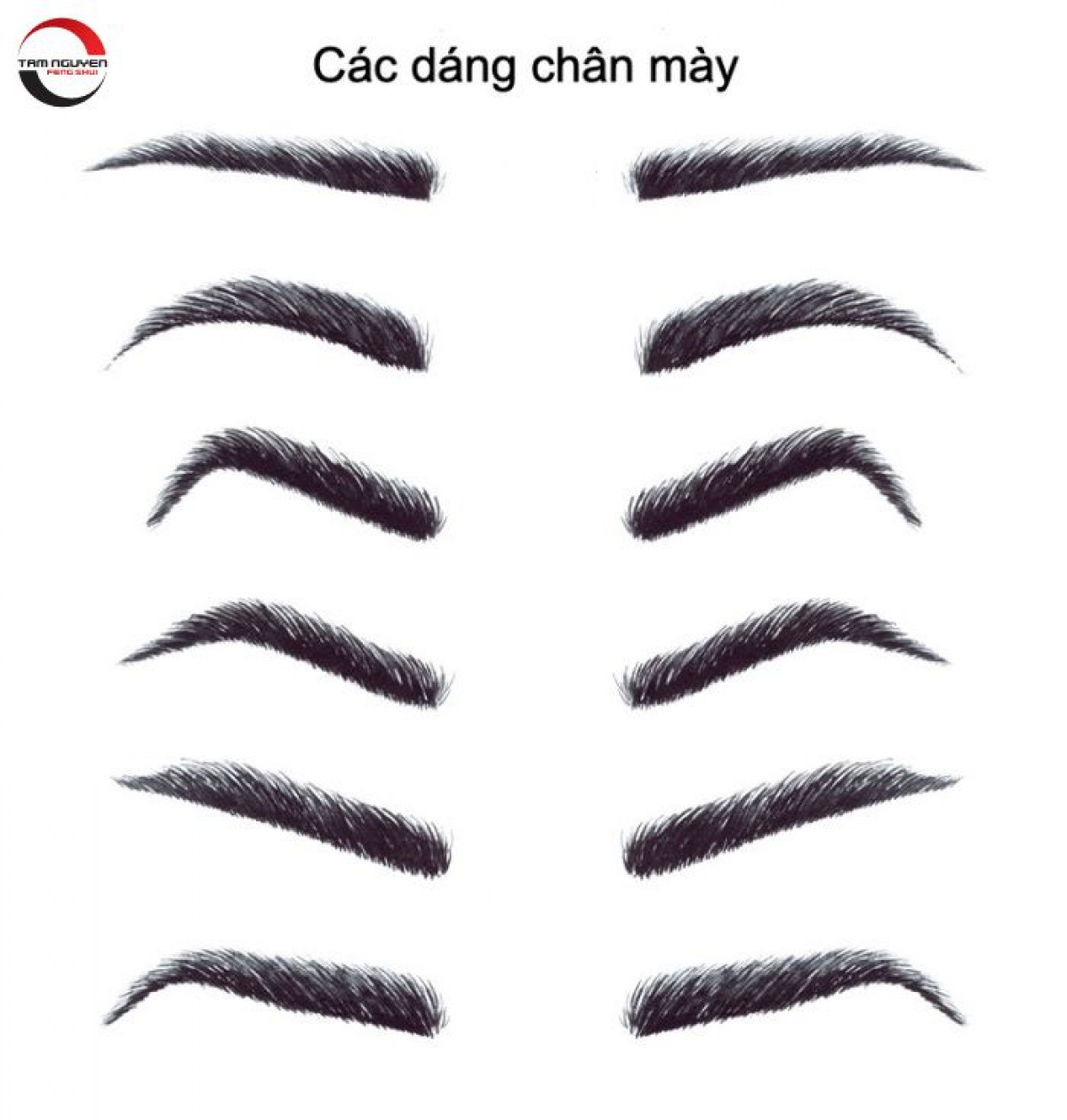 Tướng lông mày ngang ở phụ nữ