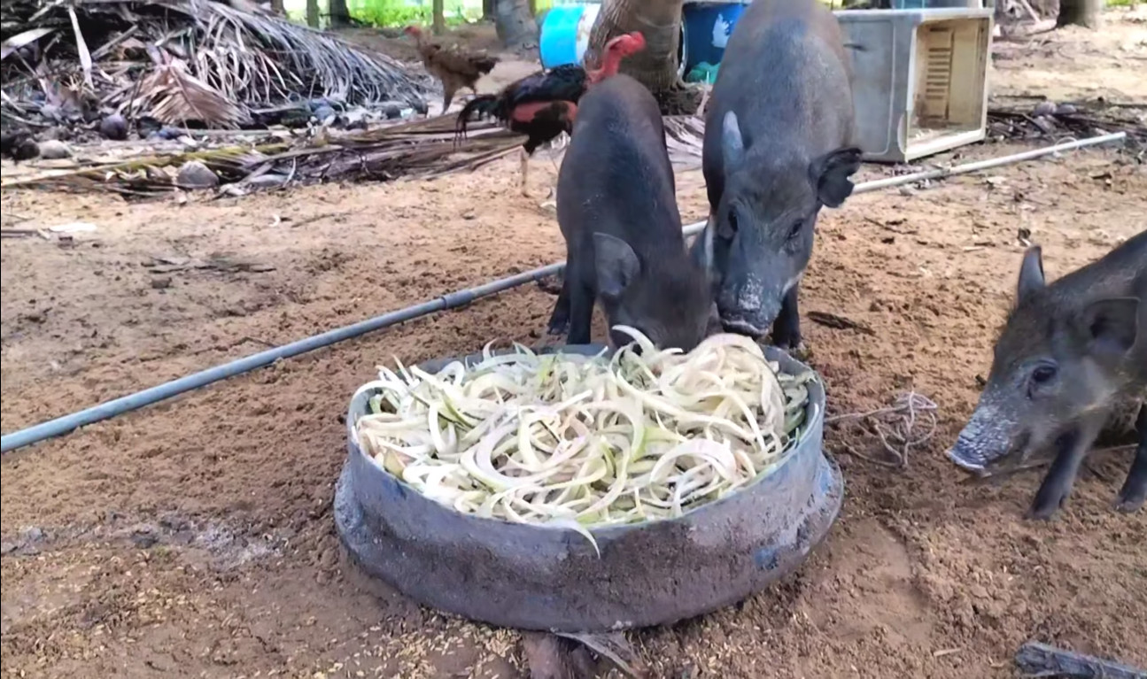 Heo con dễ thương trong giấc mơ ban đêm