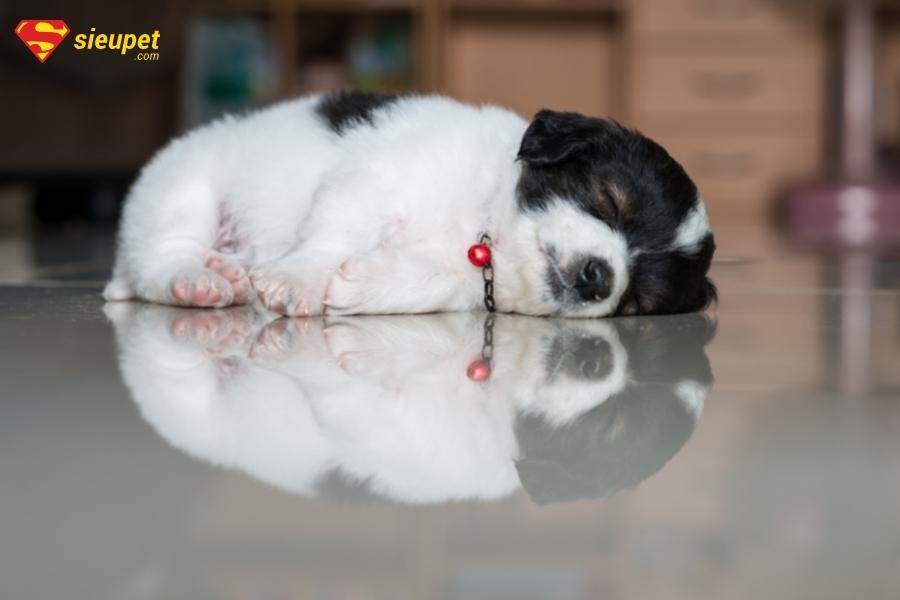 Nhiều chó con dễ thương trong giấc mơ