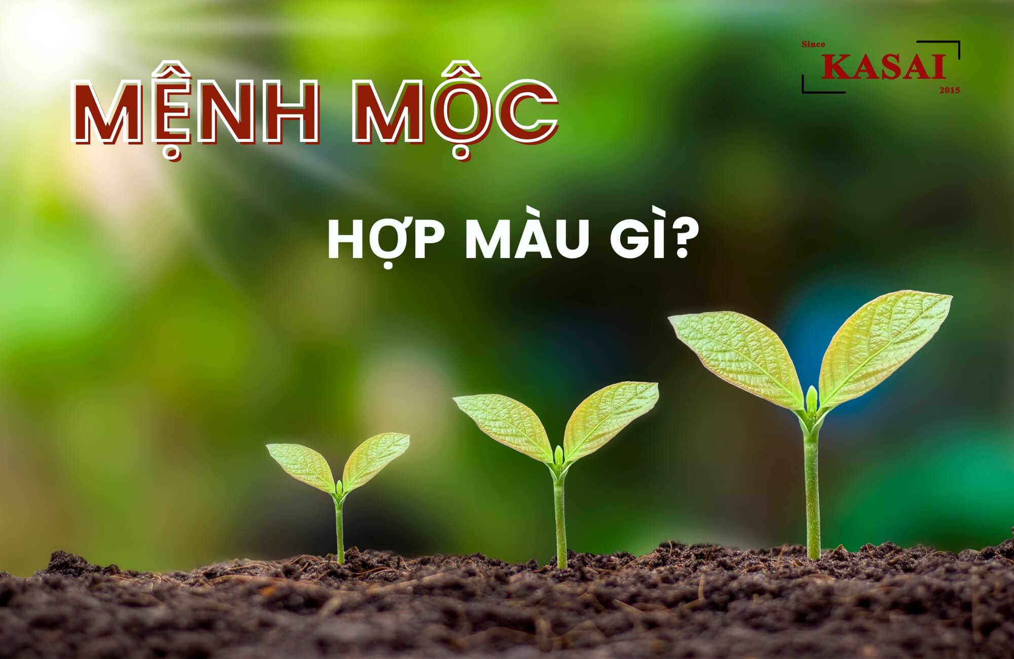 Mệnh Mộc làm nghề gì hợp? Chuyên gia phong thuỷ chia sẻ trải nghiệm thực tế Người mệnh Mộc chọn nghề phù hợp phát triển sự nghiệp