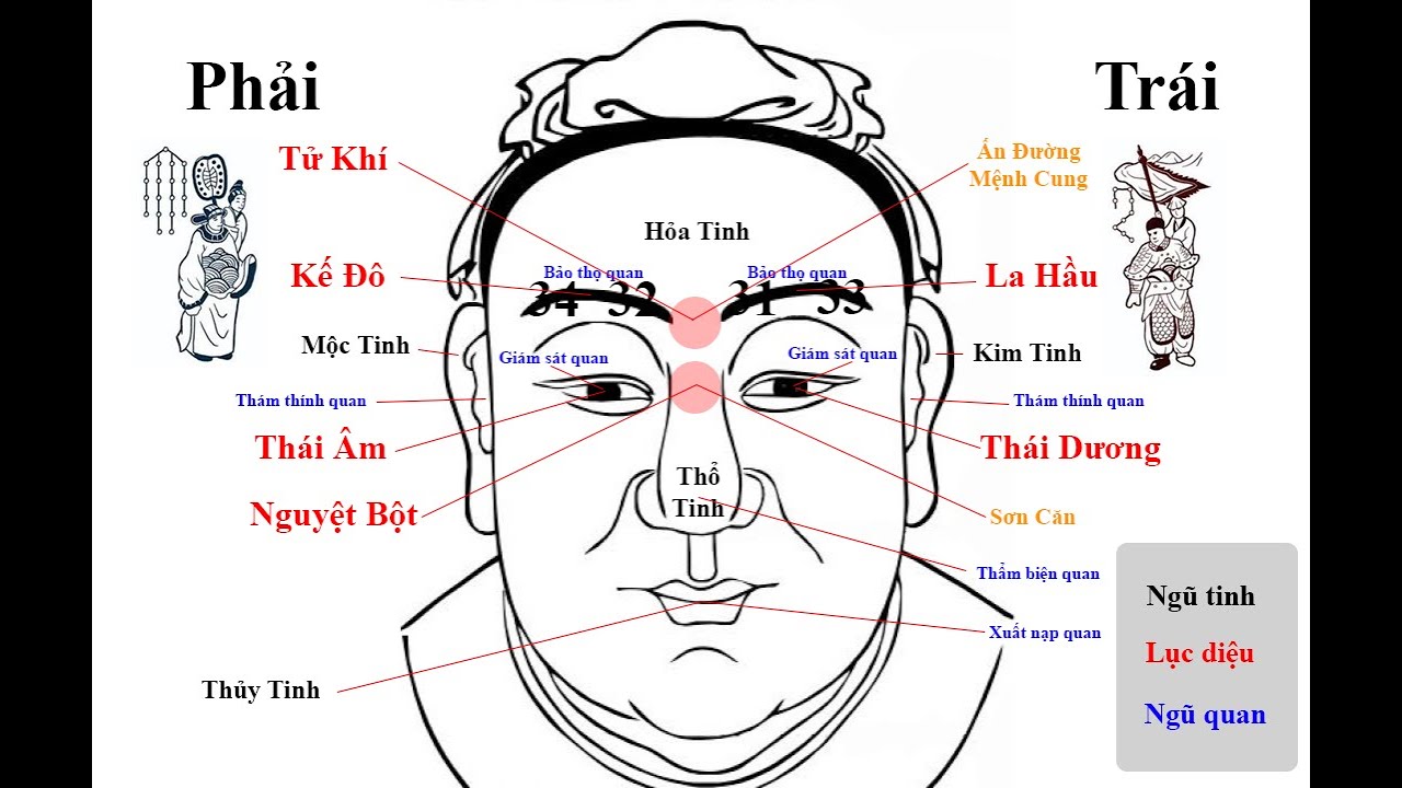 Hình minh họa tướng lông mày đẹp