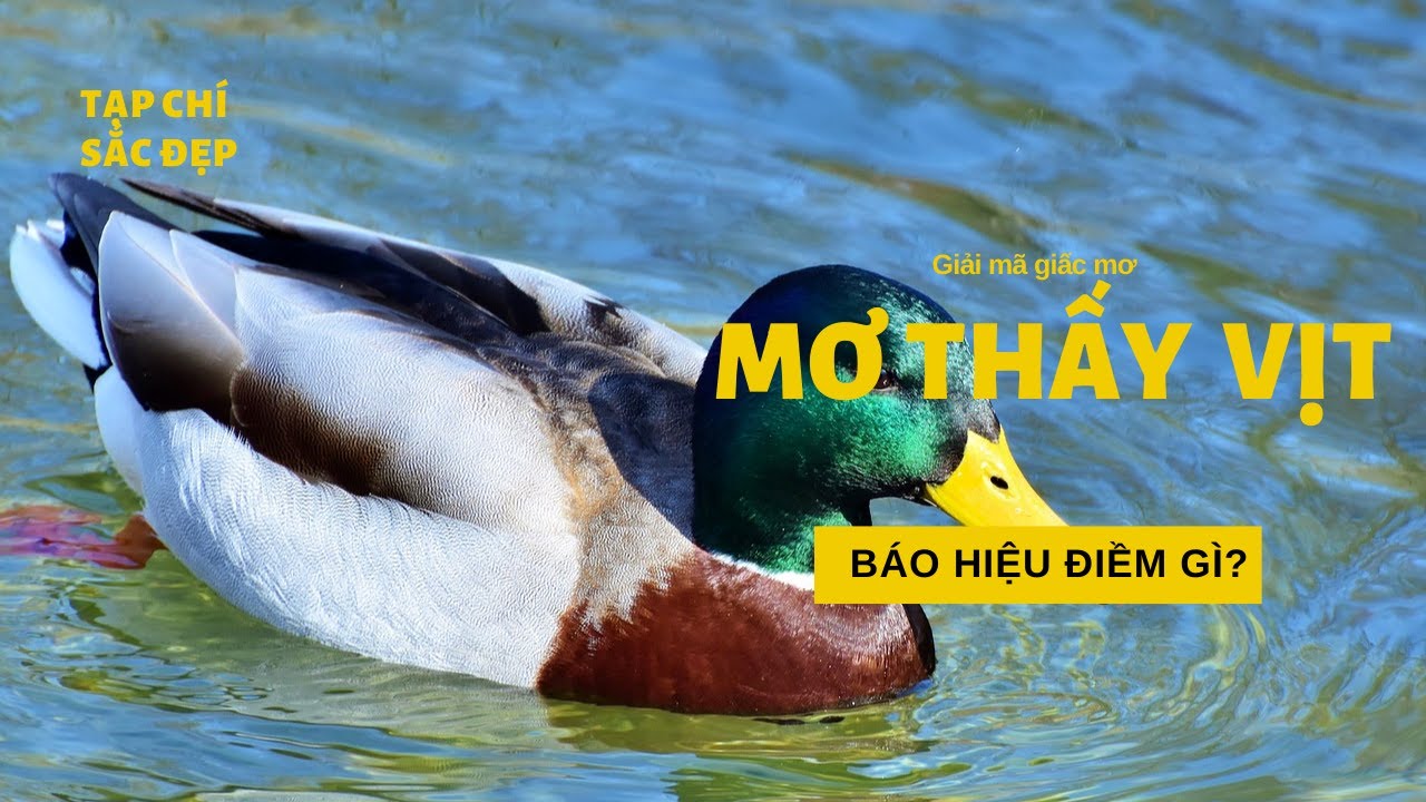 Vịt con trong giấc mơ và con số may mắn