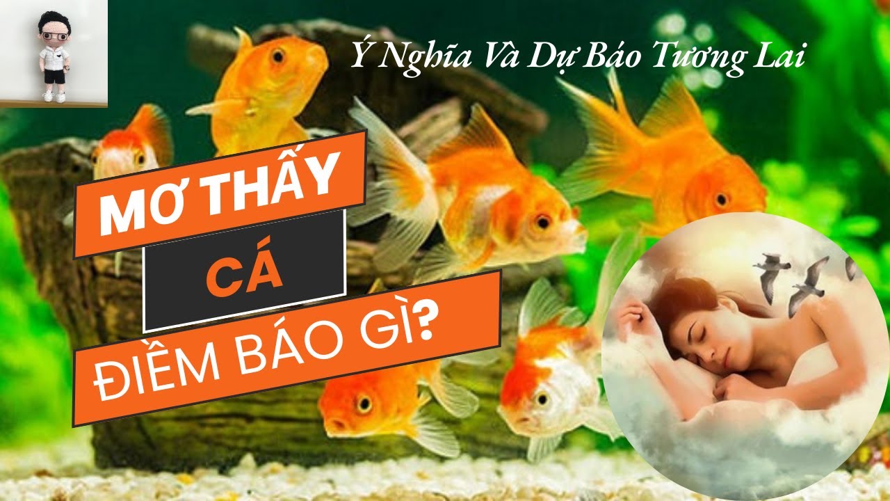 Người nằm mơ thấy cá bơi trong nước
